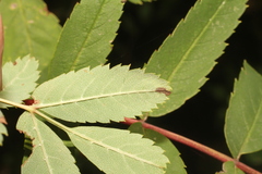 Phyllonorycter corylifoliella