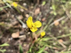 Xyris difformis