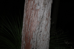 Eucalyptus tindaliae