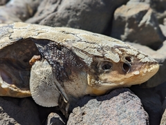 Acipenser transmontanus