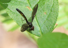 Ocyptamus fuscipennis