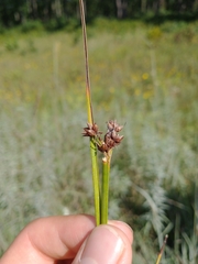 Cladium mariscoides