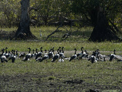 Anseranas semipalmata