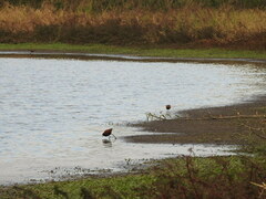 Jacana jacana
