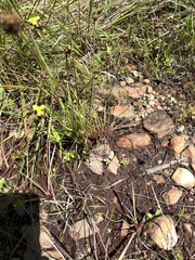 Xyris difformis