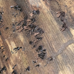 Stemonitis splendens