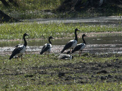 Anseranas semipalmata