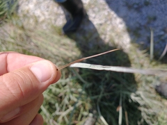 Cladium mariscoides
