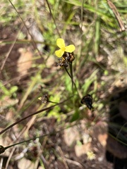 Xyris difformis