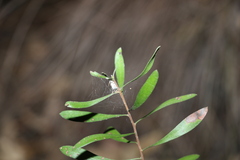 Persoonia sericea