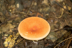 Lactifluus