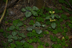 Lamium galeobdolon