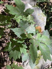 Stylophorum diphyllum