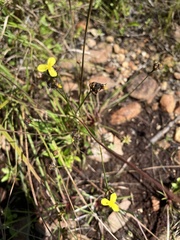 Xyris difformis