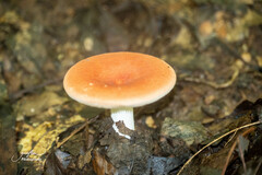Lactifluus