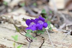 Maurandya barclayana
