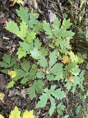 Stylophorum diphyllum