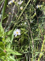 Symphyotrichum boreale