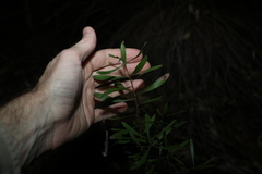 Persoonia sericea