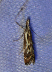 Catoptria