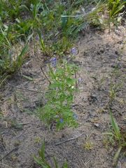 Trichostema dichotomum