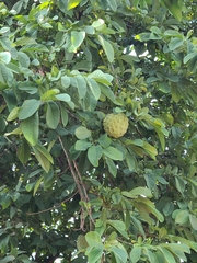 Annona