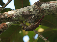 Lepidocolaptes albolineatus