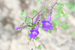 Maurandya barclayana