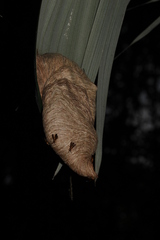 Angiopolybia