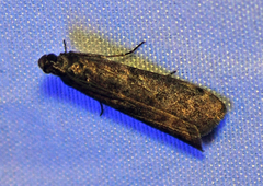 Phycitini