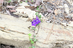 Maurandya barclayana