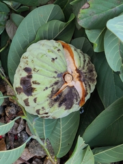 Annona