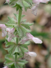 Stachys rigida