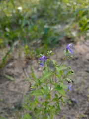 Trichostema dichotomum