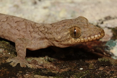 Thecadactylus rapicauda