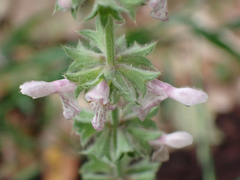 Stachys rigida