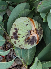 Annona