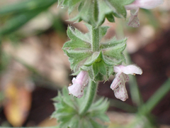 Stachys rigida