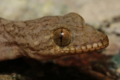 Thecadactylus rapicauda