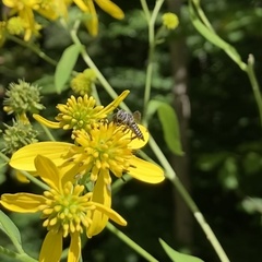 Megachile campanulae