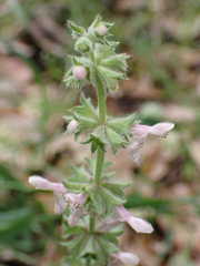 Stachys rigida