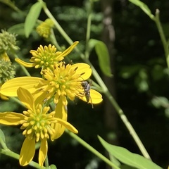 Megachile campanulae