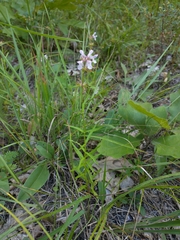 Stachys hyssopifolia