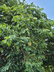 Annona