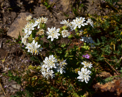 Moscharia pinnatifida