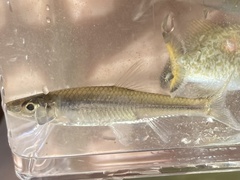 Notropis
