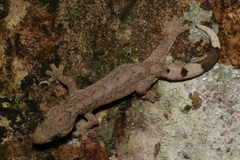 Thecadactylus rapicauda