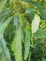 Salix lasiandra