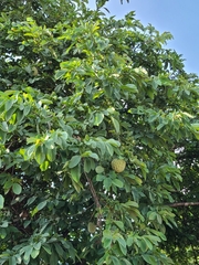 Annona