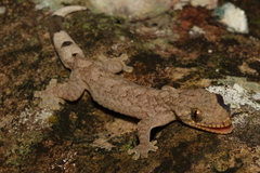 Thecadactylus rapicauda